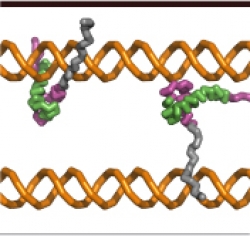 Protein-DNA recognition