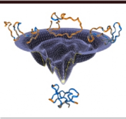 Protein Folding and Binding
