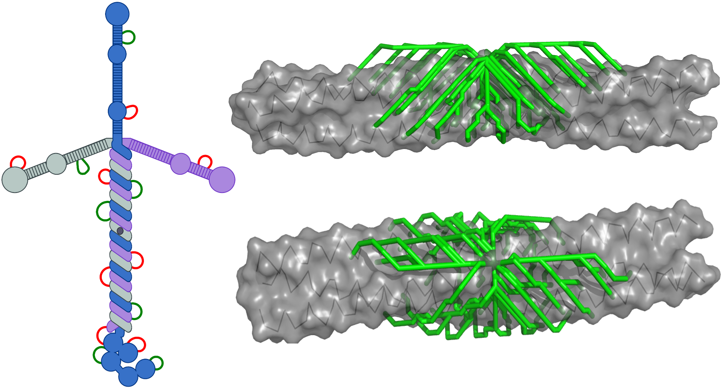 Structure And Assembly Of The Extracellular Matrix The Fass Lab