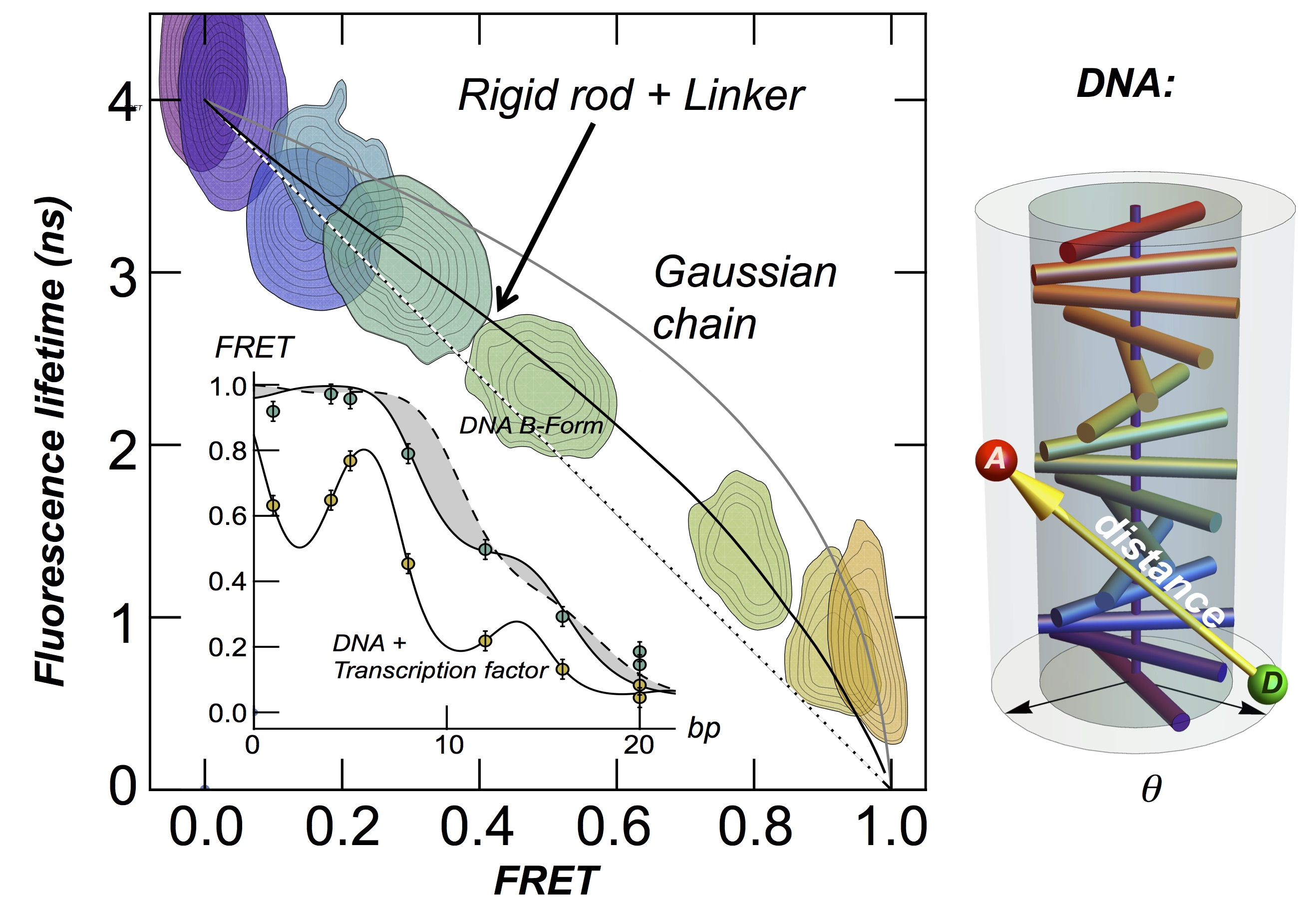 Protein-DNA Interactions | Molecular Systems Biophysics