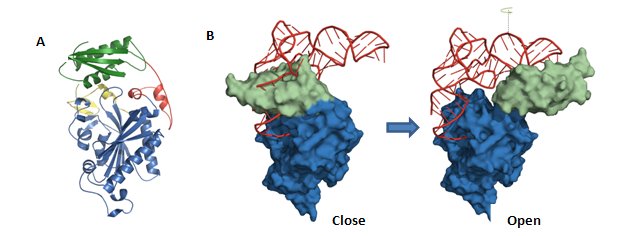 The structure of human mitPheRS