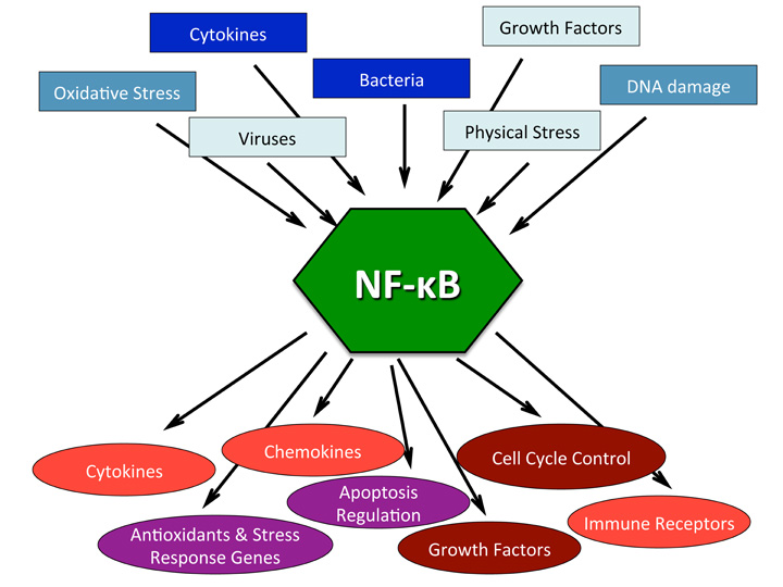 Triggers and effectors of the NF-kB pathways