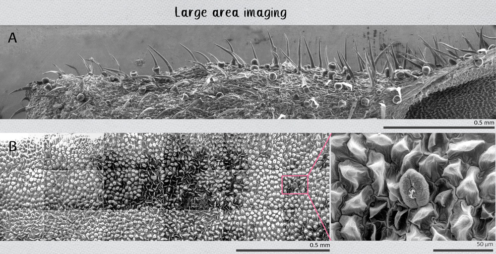 Large area imaging