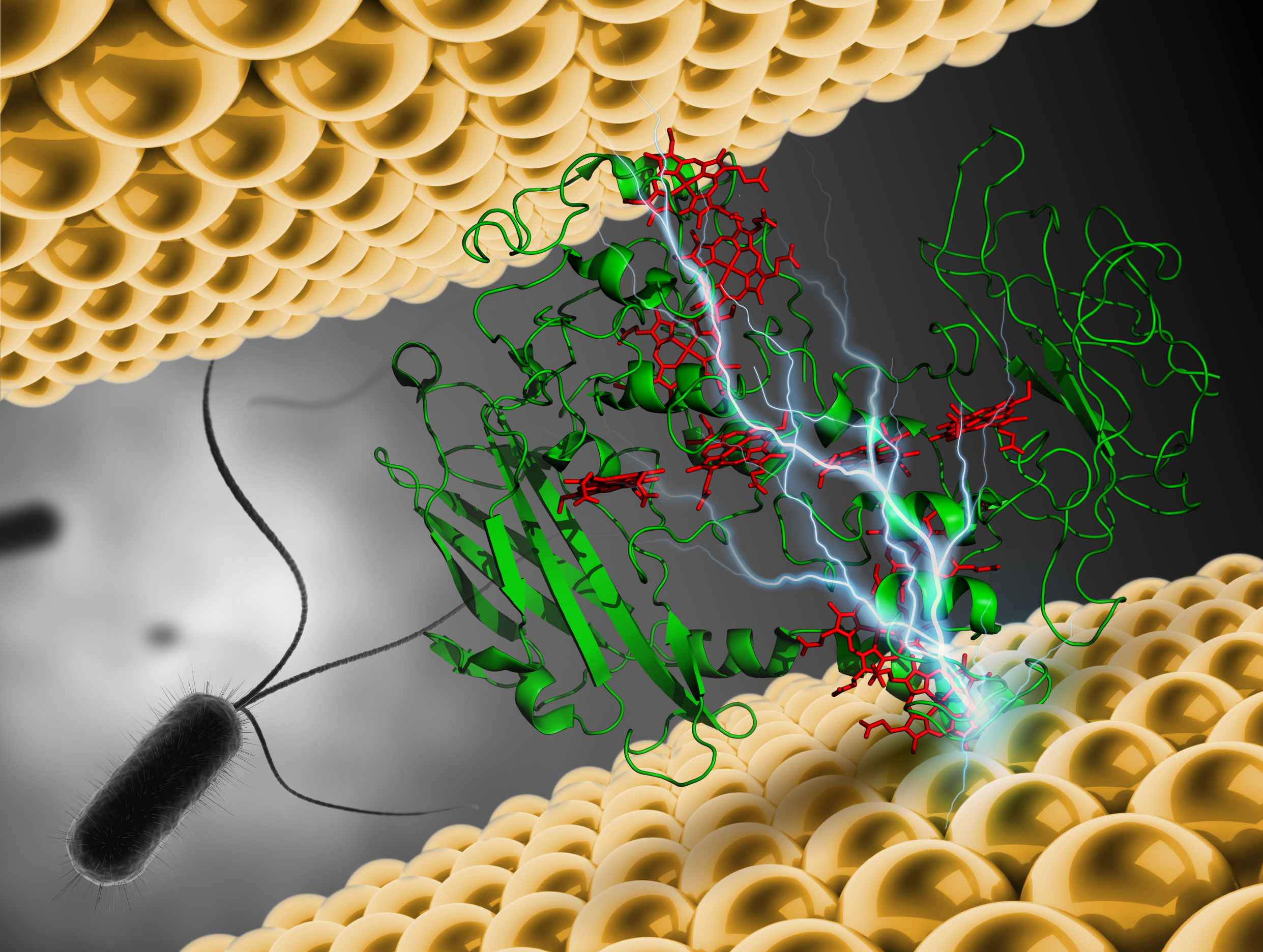 Bio-molecular electronics