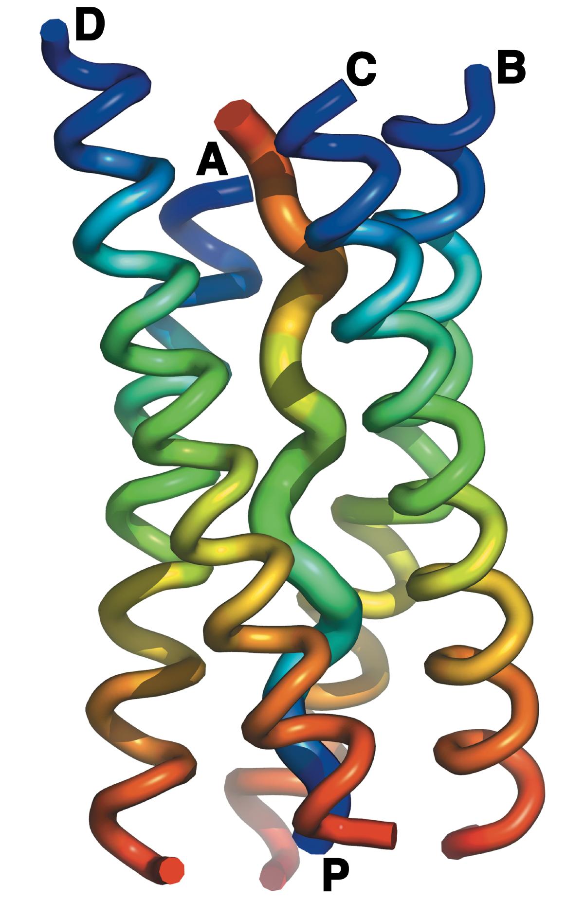 Model of the tetramerization domain of AChE | Prof. Joel L. Sussman