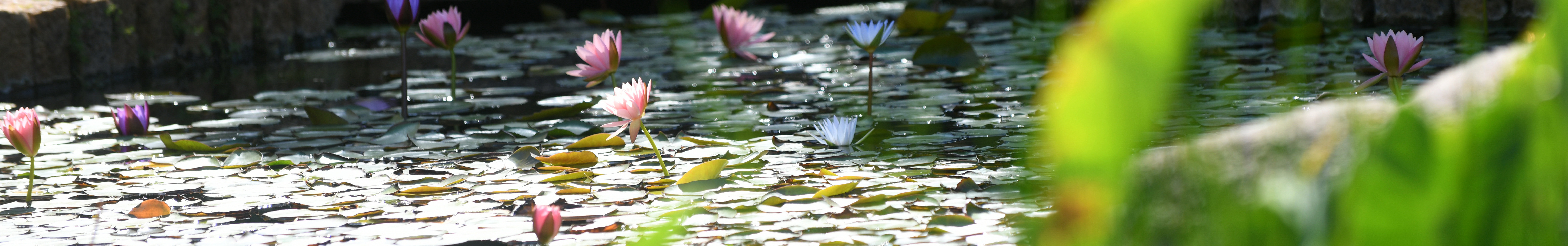 Water lilies on Stone