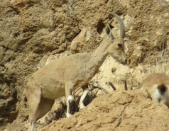 2014 - Lab Trip to Wadi Hatzatz and Wadi Daroch picture no. 66