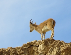 2014 - Lab Trip to Wadi Hatzatz and Wadi Daroch picture no. 68