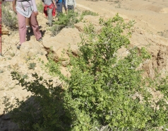 2015 - Lab Trip to Eastern Ramon Crater (2 days) picture no. 110