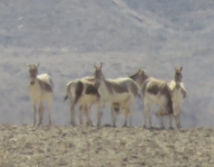 2015 - Lab Trip to Eastern Ramon Crater (2 days) picture no. 160