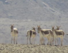 2015 - Lab Trip to Eastern Ramon Crater (2 days) picture no. 162