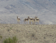 2015 - Lab Trip to Eastern Ramon Crater (2 days) picture no. 164