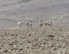 2015 - Lab Trip to Eastern Ramon Crater (2 days) picture no. 167