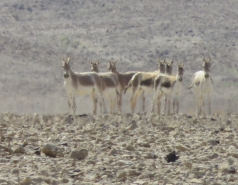 2015 - Lab Trip to Eastern Ramon Crater (2 days) picture no. 173