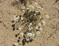 2015 - Lab Trip to Eastern Ramon Crater (2 days) picture no. 182