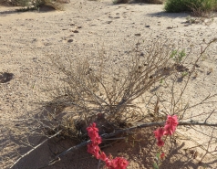 2015 - Lab Trip to Eastern Ramon Crater (2 days) picture no. 230