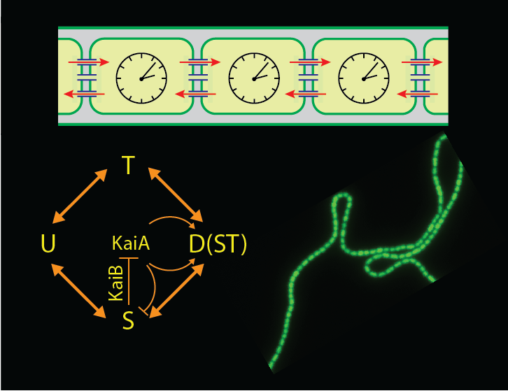 Coupled circadian clocks in multicellular cyanobacteria