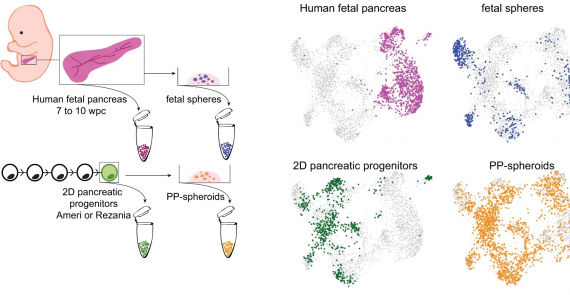A 3D system to model human pancreas development and its reference single-cell transcriptome atlas identify signaling pathways required for progenitor expansion