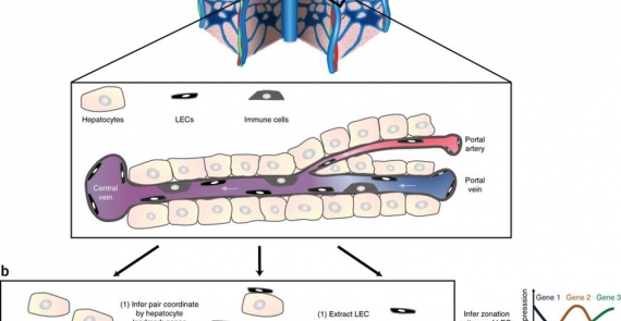 Paired-cell sequencing enables spatial gene expression mapping of liver endothelial cells