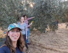 Olives picking November 2023