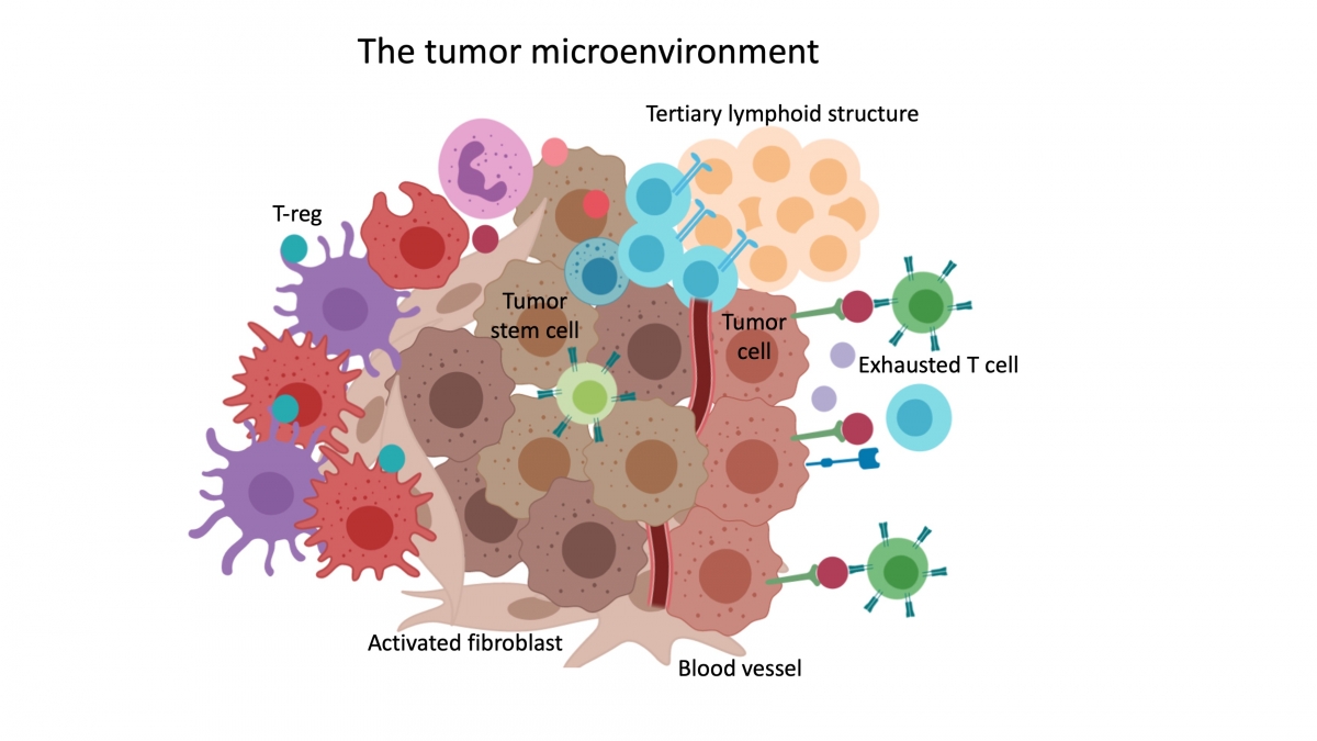 The tumor microenvironment picture