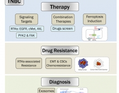 Current ongoing projects on TNBC (Sima Lev Lab)