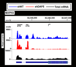 Ribosome footprinting of DAP5 target mRNA