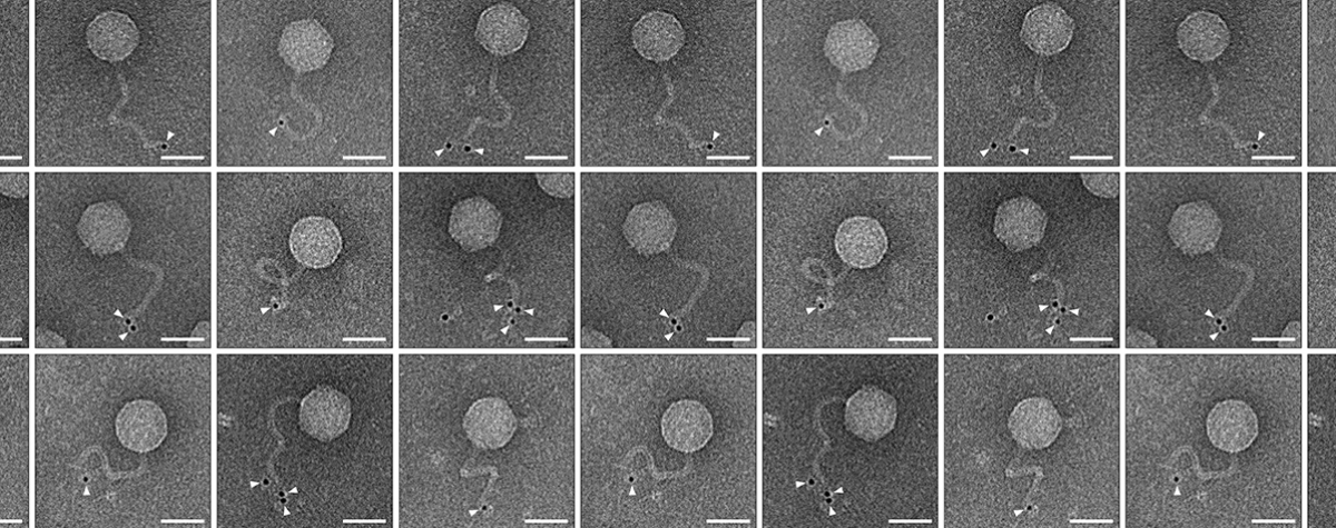 An electron microscope view of phages duplicated inside bacterial cells that possess the immune system discovered in the new study. This immune system attaches a ubiquitin-like protein (marked by black dots and white arrows) to the tails of these phages, preventing them from infecting other bacterial cells