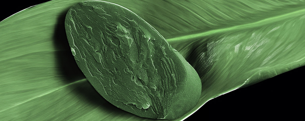 A cryo-scanning electron microscope image of a freeze-fractured chloroplast, cropped from the surrounding tissue, providing a view into the photosynthetic membranes and the protein complexes embedded within them