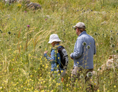 Ammiad wild wheat population picture no. 3