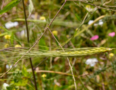 Ammiad wild wheat population picture no. 6