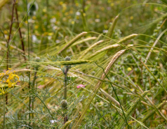 Ammiad wild wheat population picture no. 7