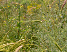 Ammiad wild wheat population picture no. 8