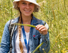 Ammiad wild wheat population picture no. 9