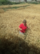 Wheat Harvesting 2015 picture no. 8