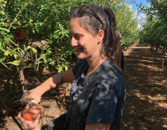 Volunteering in a pomegranate farm, November 2023 picture no. 1