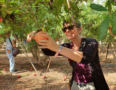 Volunteering in a pomegranate farm, November 2023 picture no. 4