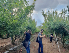 Volunteering in a pomegranate farm, November 2023 picture no. 6