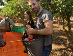 Volunteering in a pomegranate farm, November 2023 picture no. 7