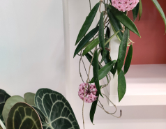 Anthurium clarinervium and Hoya 'Minibelle'